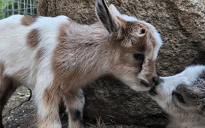 What are wether goats and why you should have some