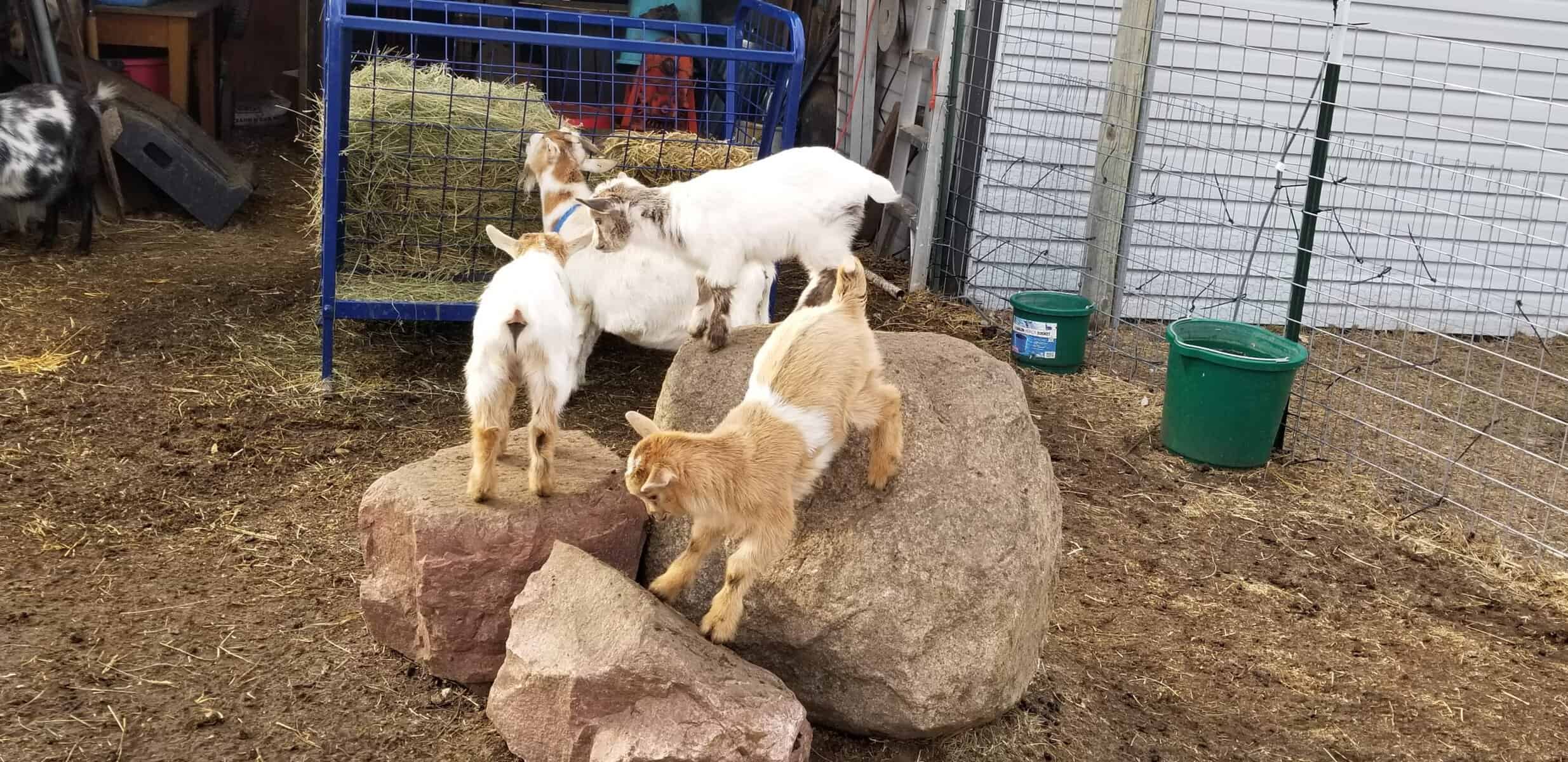 A set of triplet baby goats playing together on a rock.