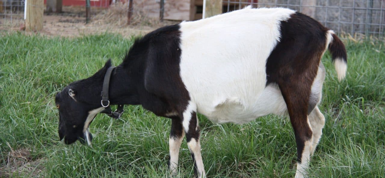 Lamancha Goats Shalom Farms 