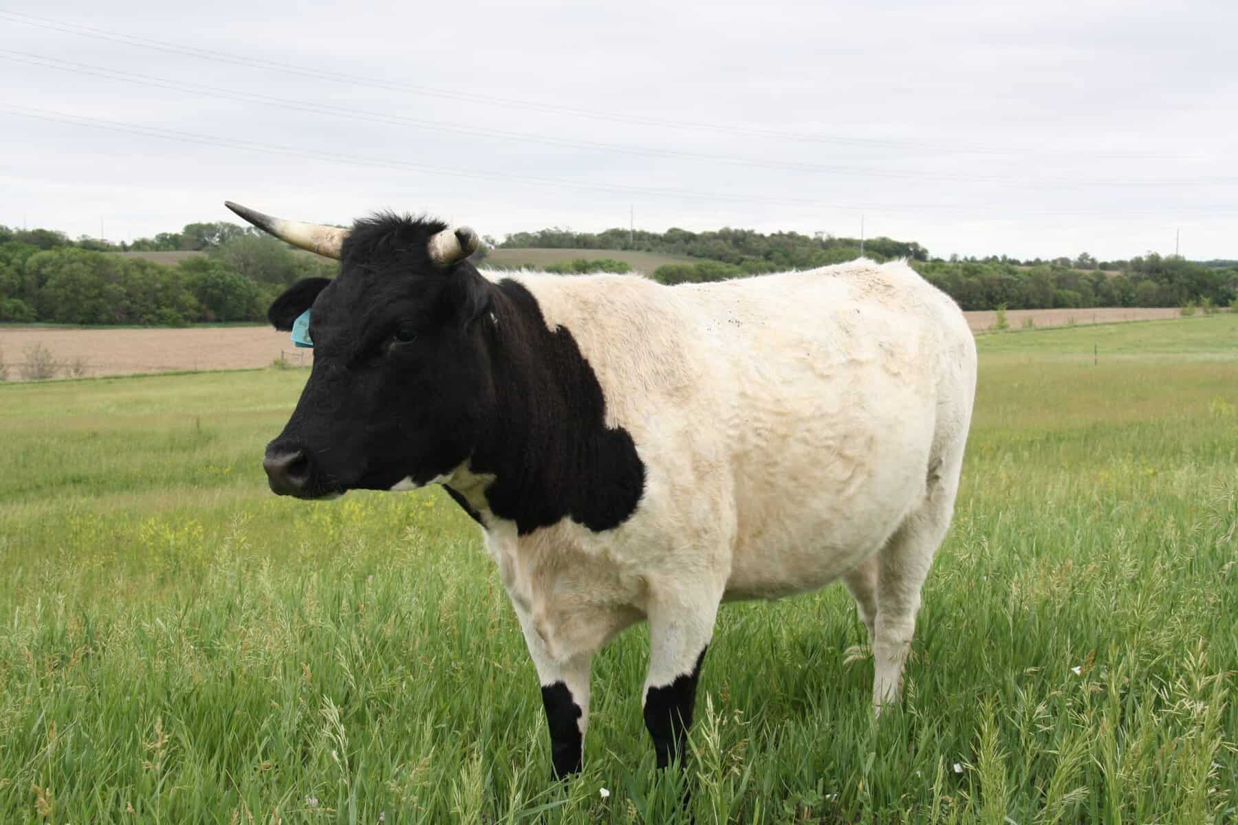 Pineywoods Cattle cow calf pair