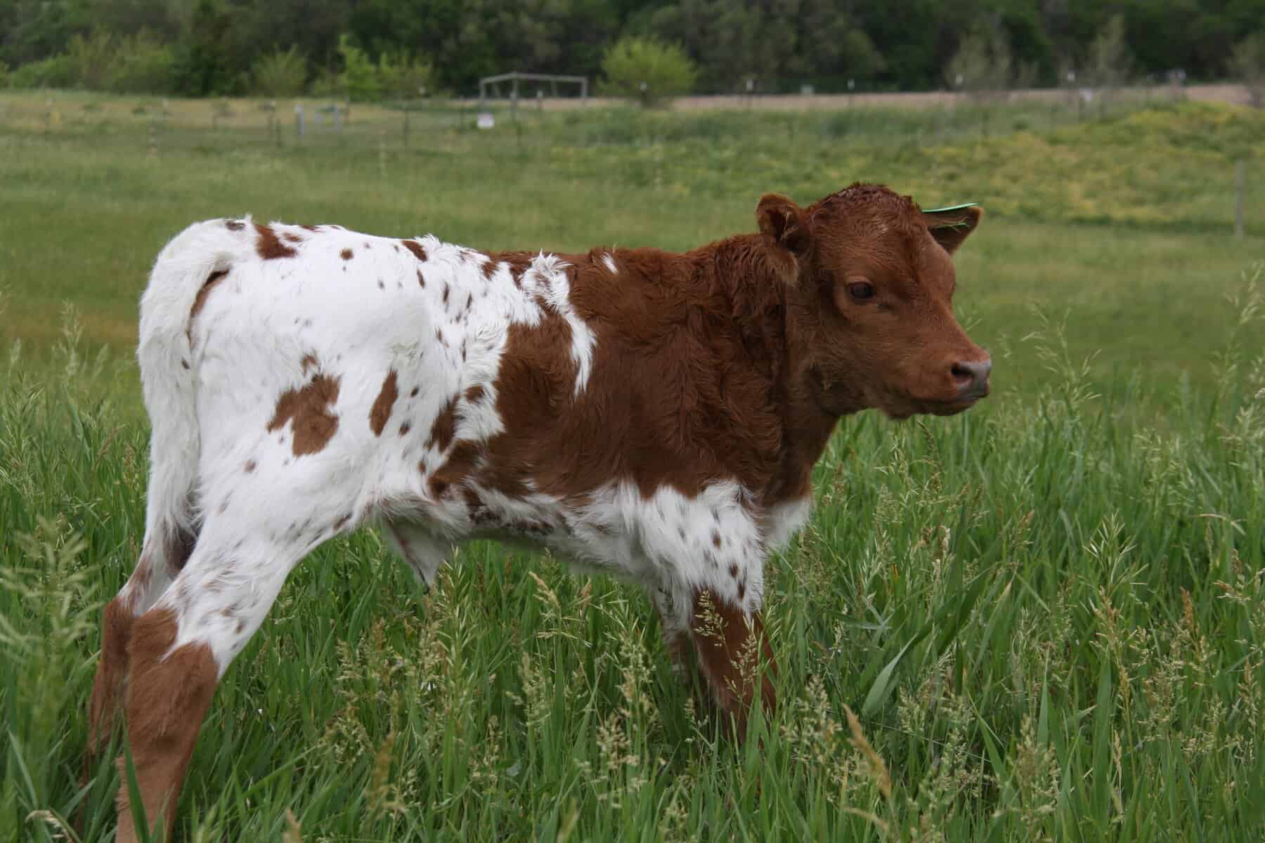 Pineywoods heifer