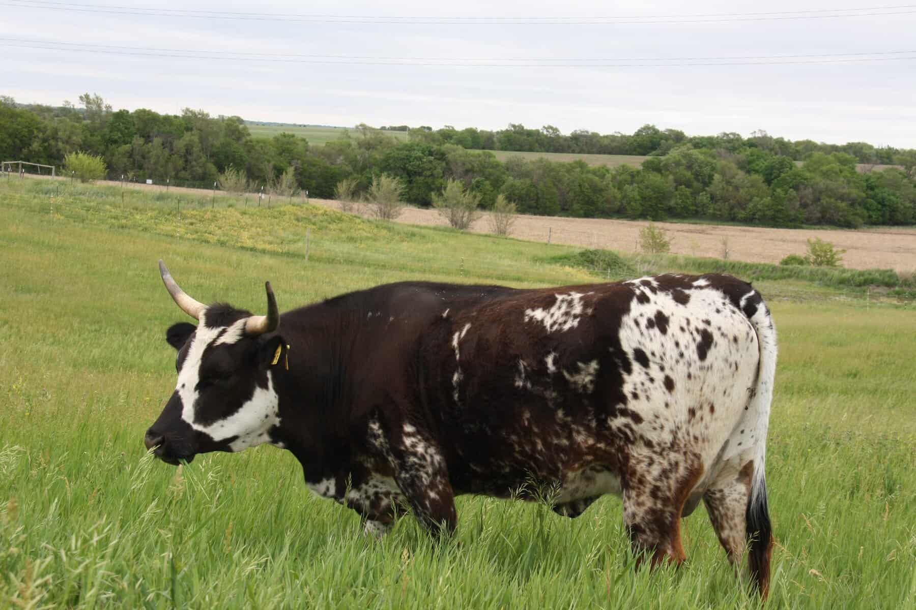 Black and White Pineywoods Cattle with big horns