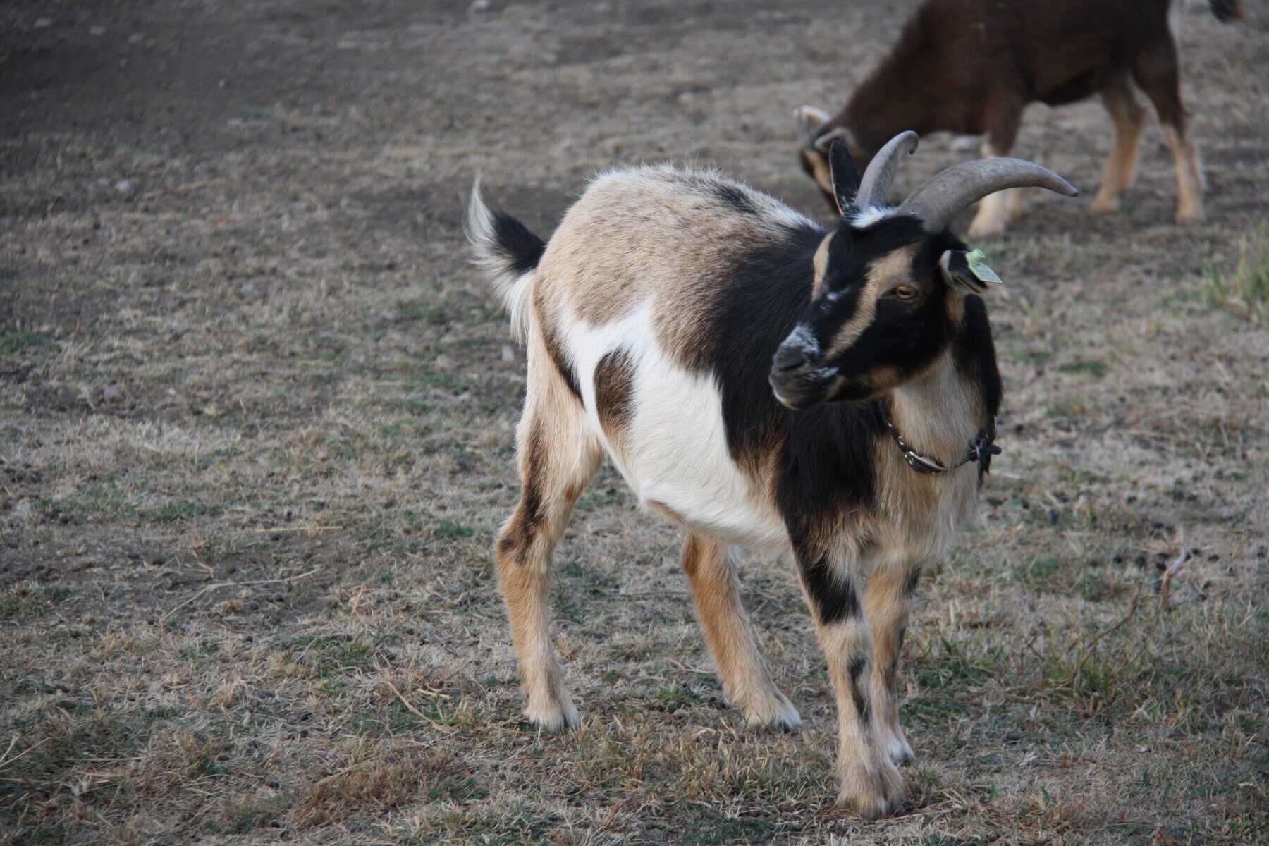 buckskin wether goat lincoln ne