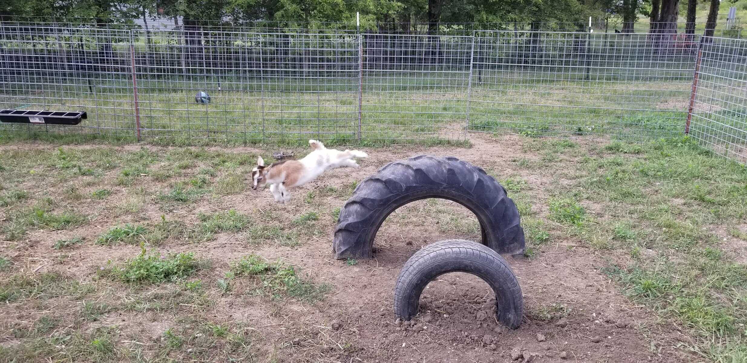 Baby goat soaring off tires