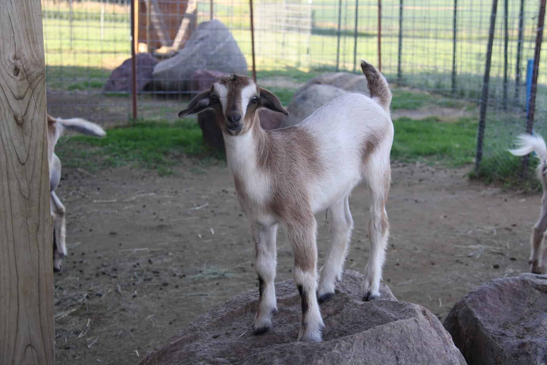 Mini Nubian Paulie