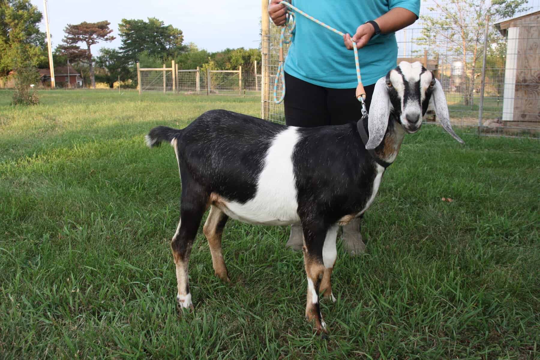 Nubian Goat Oreo