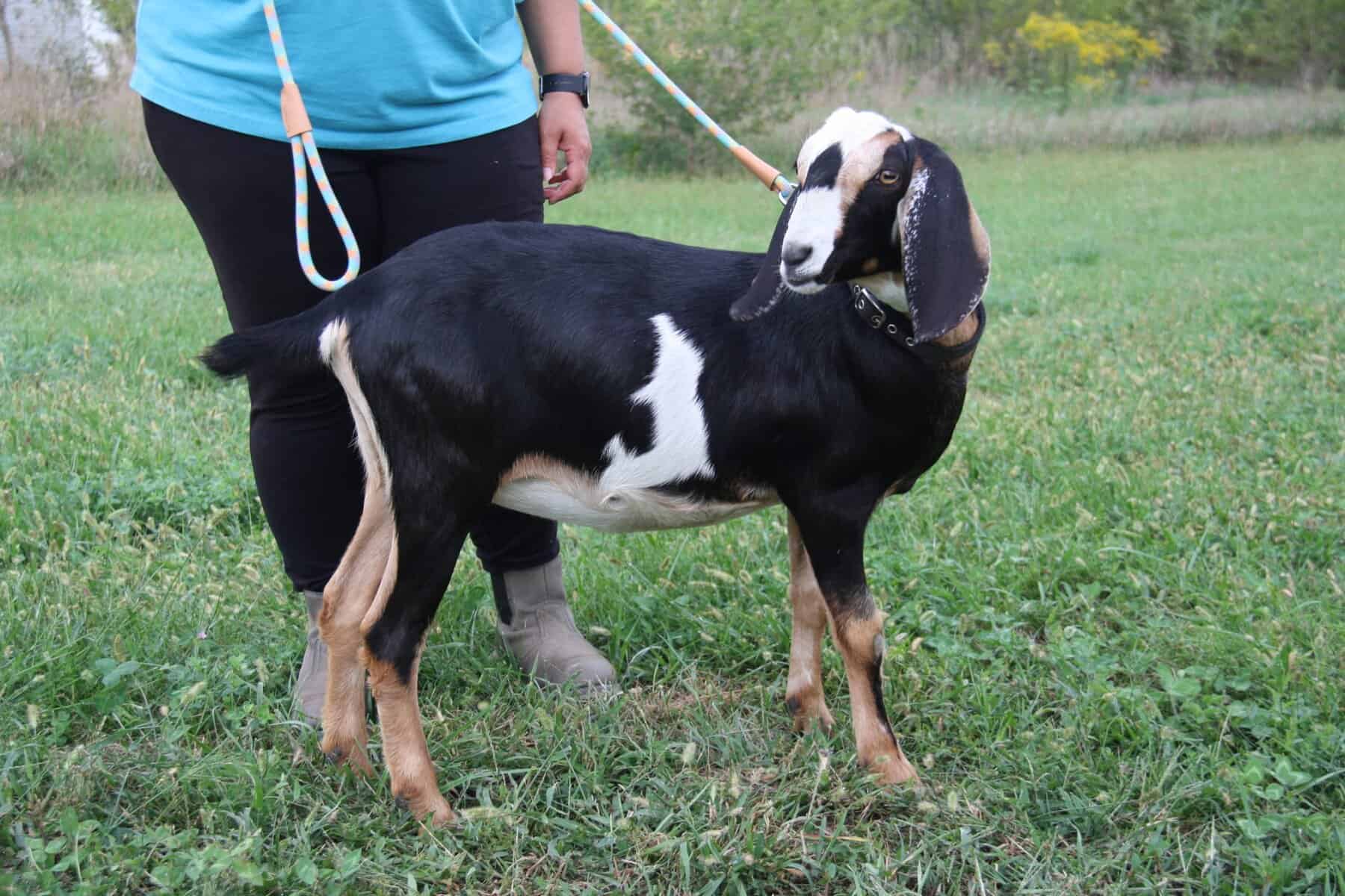 Nubian Goat Pepper