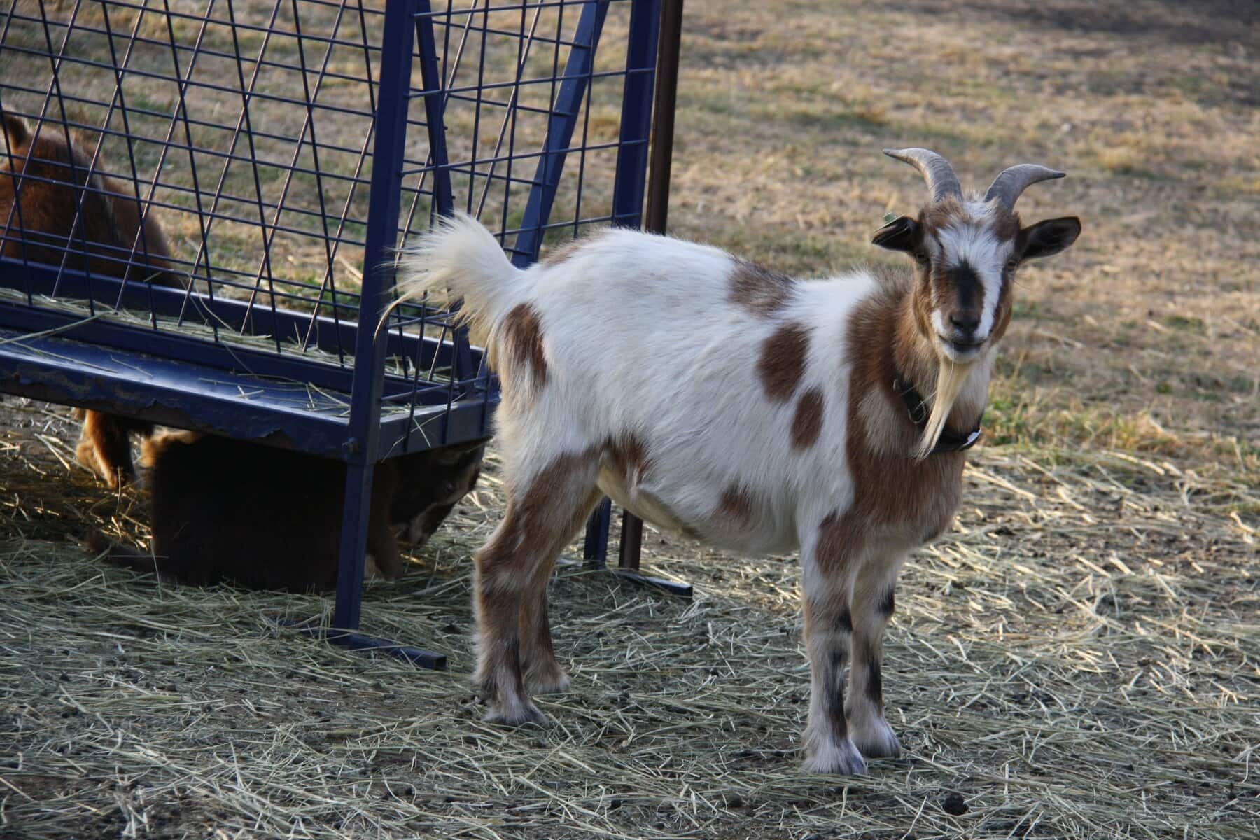 Nigerian Dwarf and Fainting Goat wether