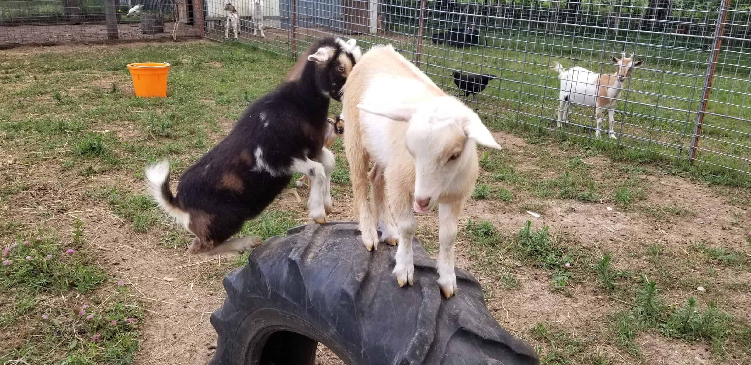 Doelings on Tire