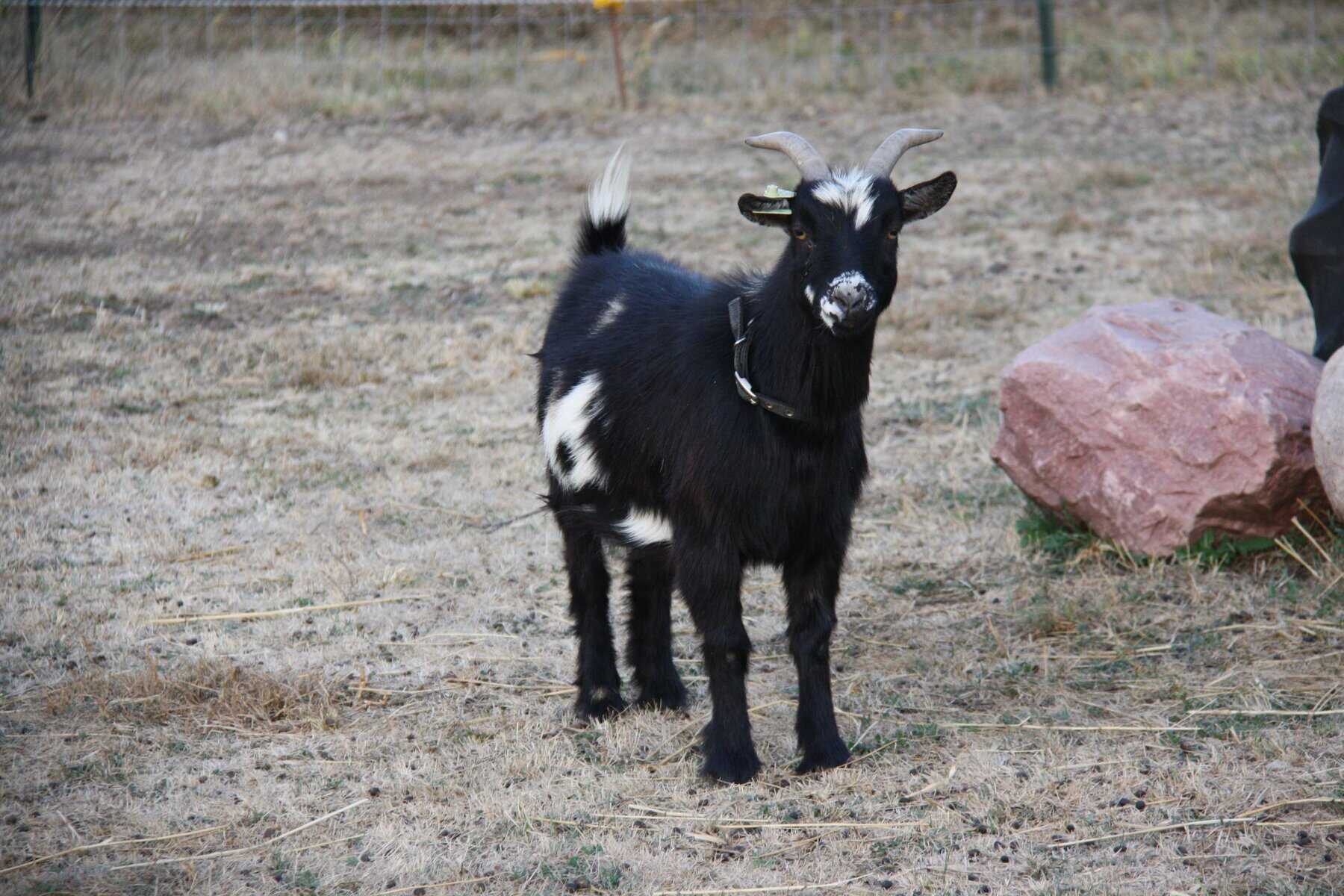 Black NDG Wether Goat Lincoln