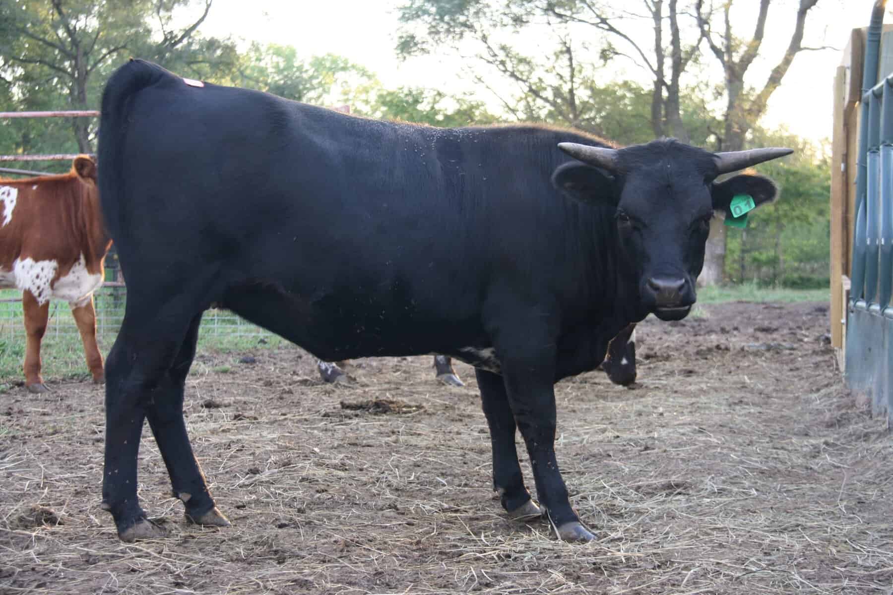 All black grass fed Pineywoods cattle