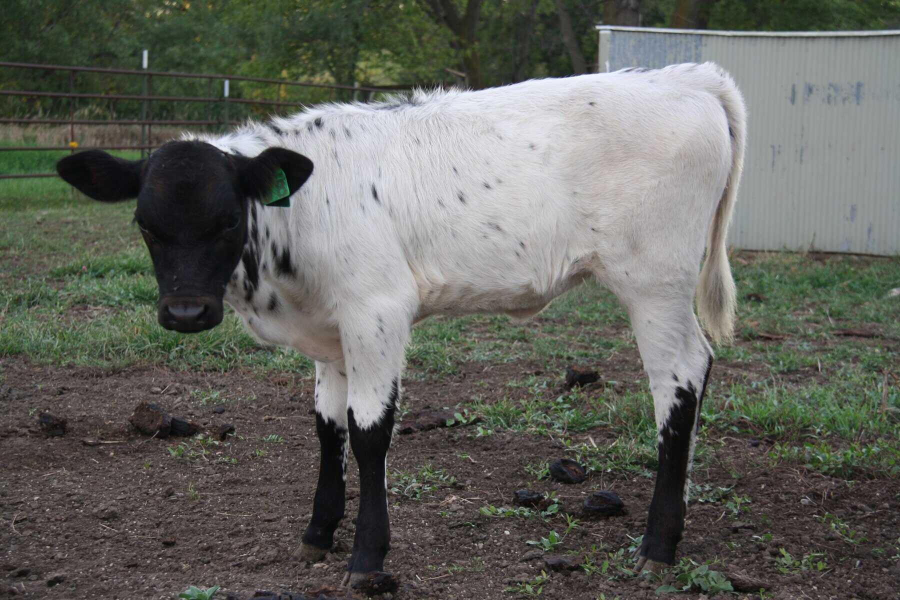 grass fed speckled heifer