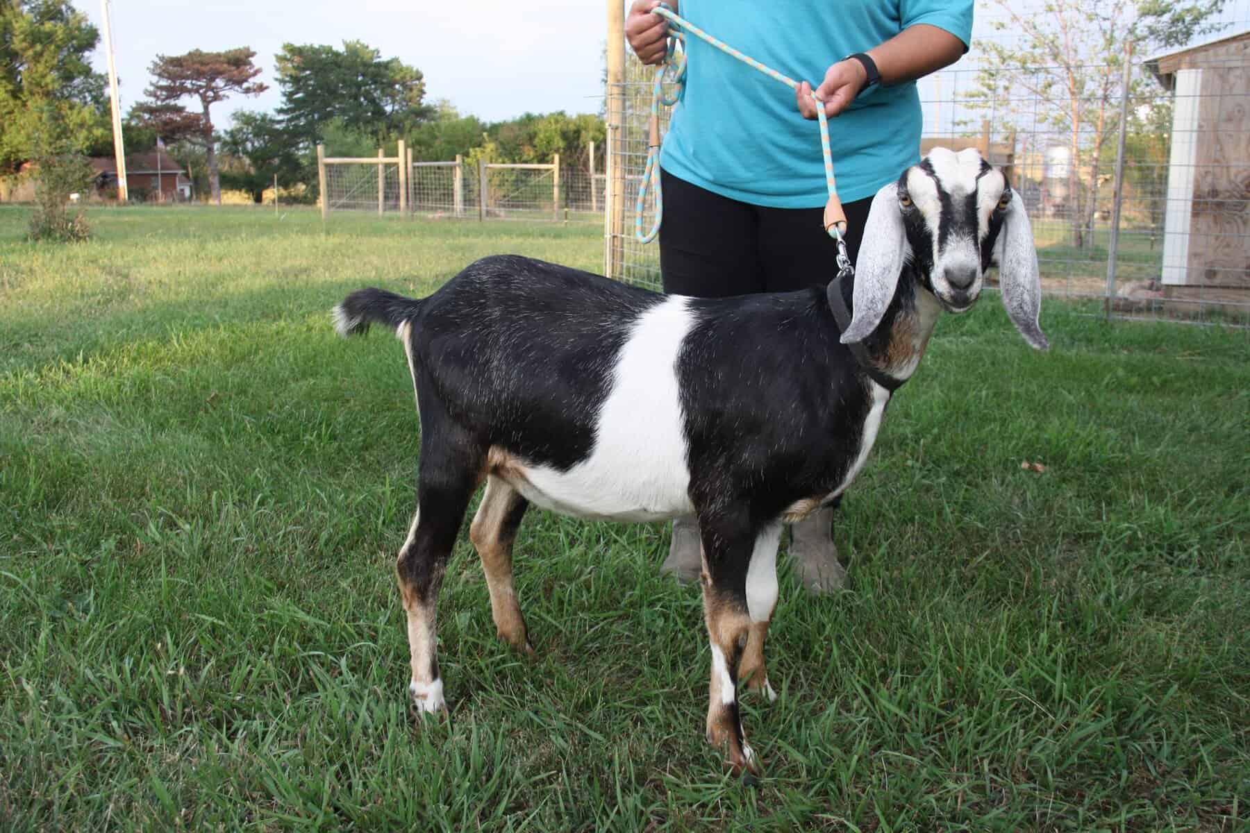 black and white nubian doe