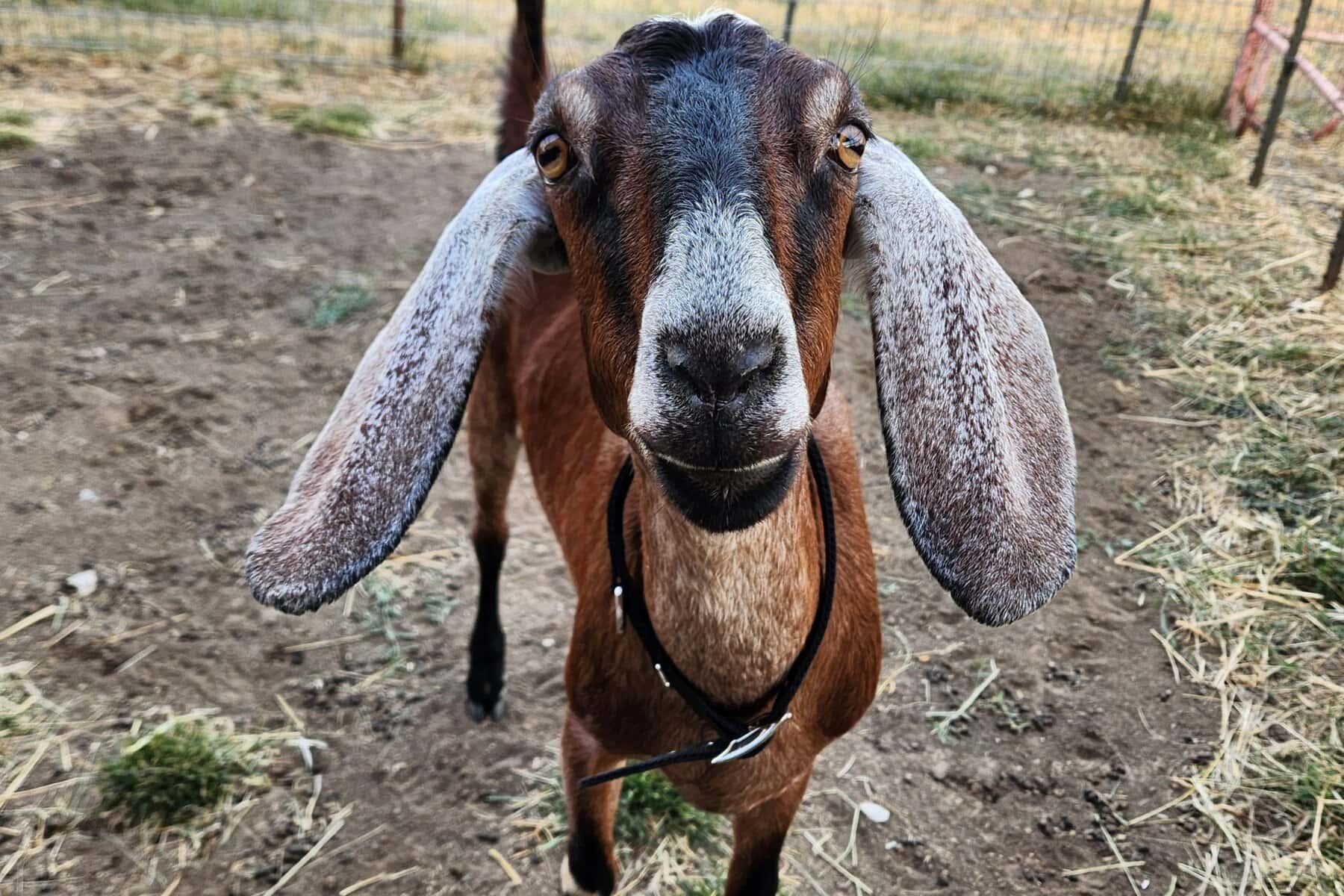 red nubian doe with big floppy ears