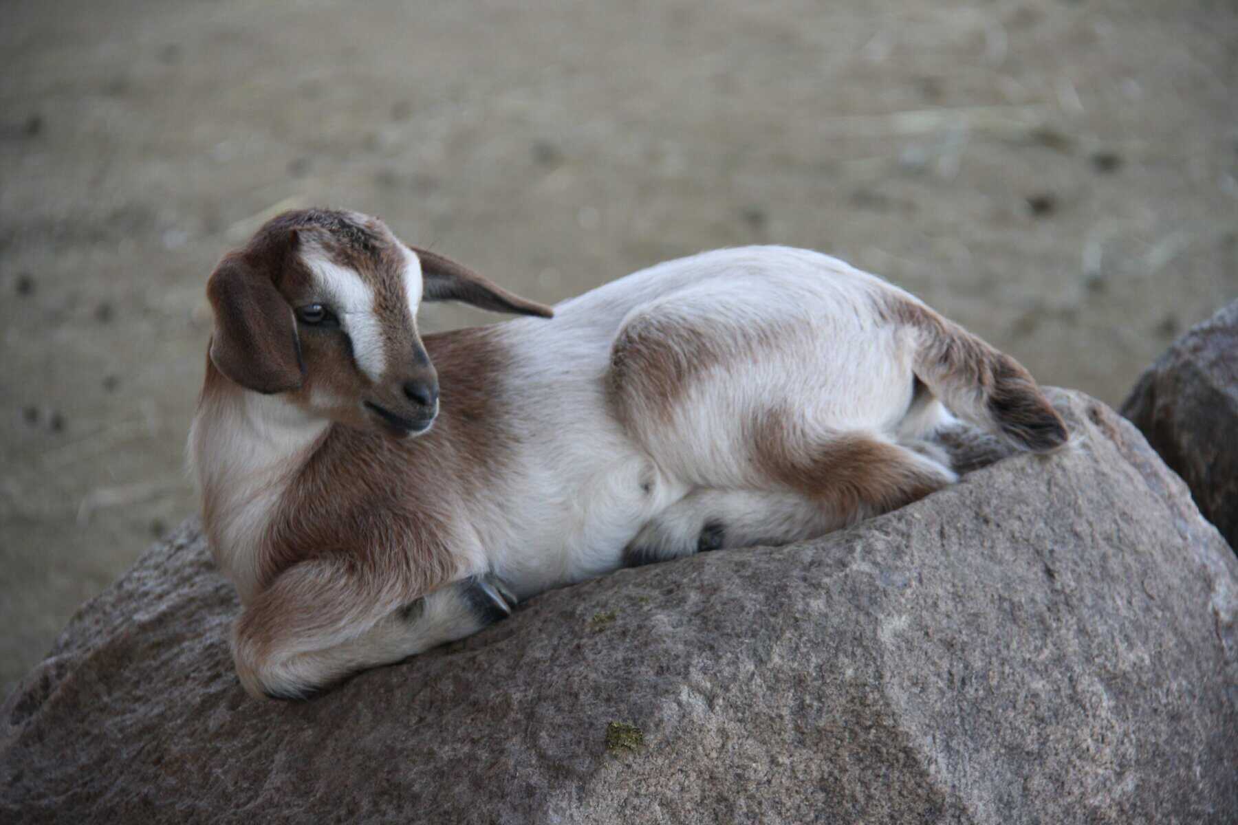 mini nubian with little floppy ears relaxing on a big rock