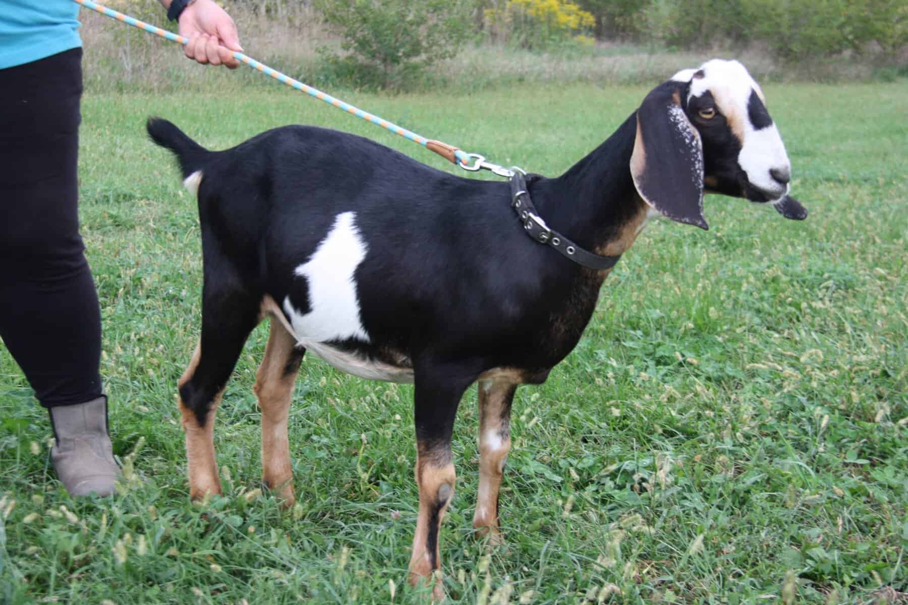 black and white nubian doe