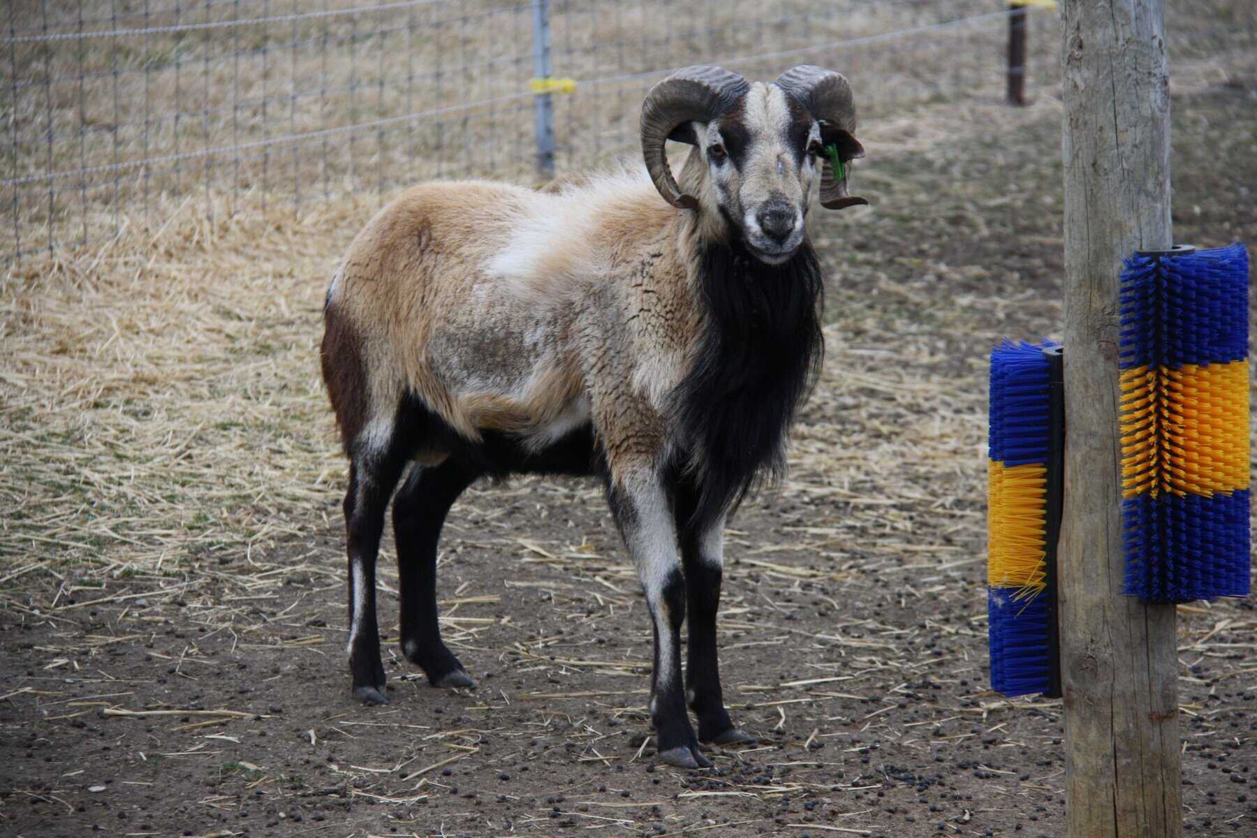 Samuel - our american blackbelly ram