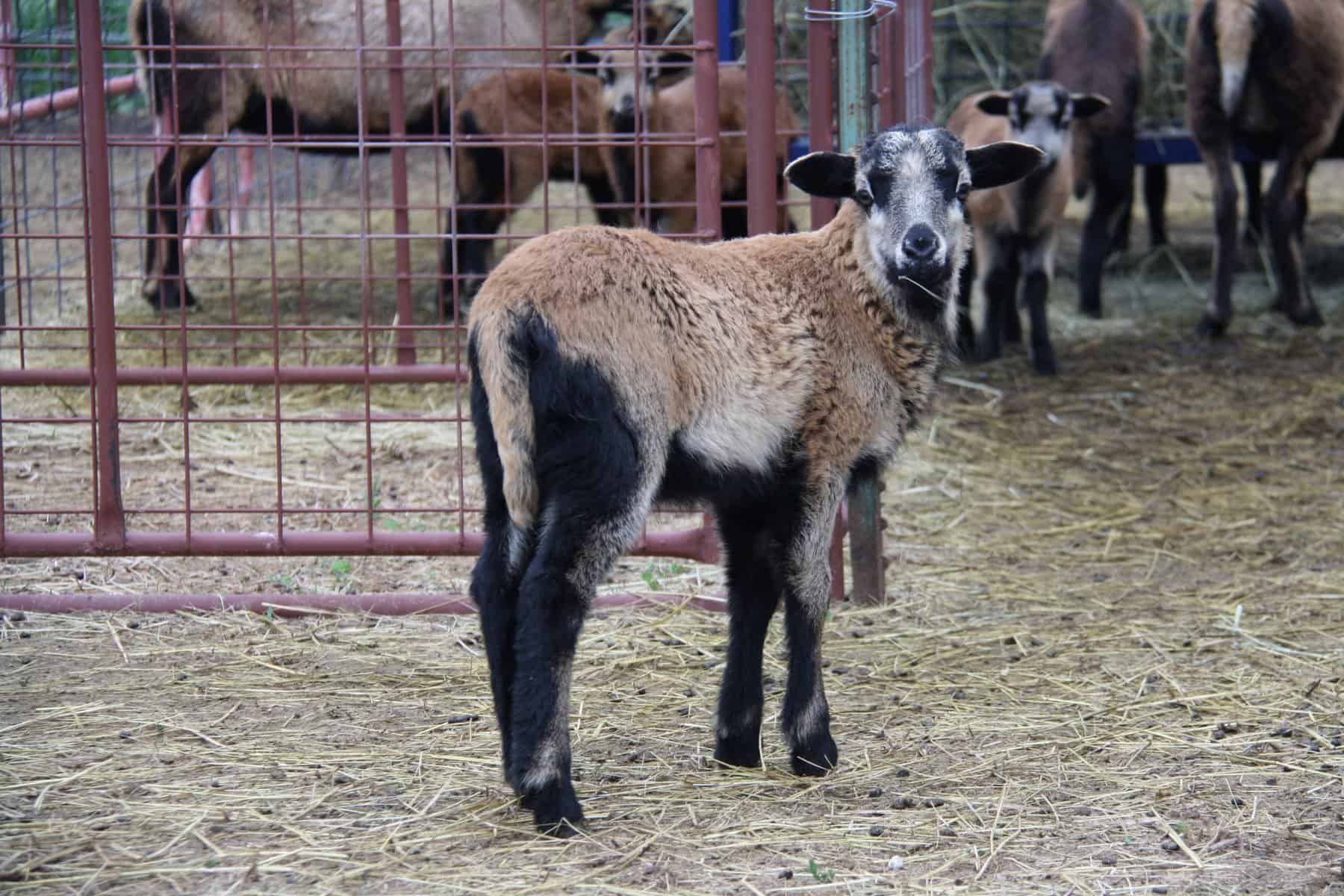 American blackbelly lamb turning to face the camera for a photo
