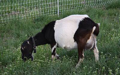 Healthy dairy goat grazing on pasture at Shalom Farms, illustrating the benefits of Once-a-Day milking for high-quality raw goat milk