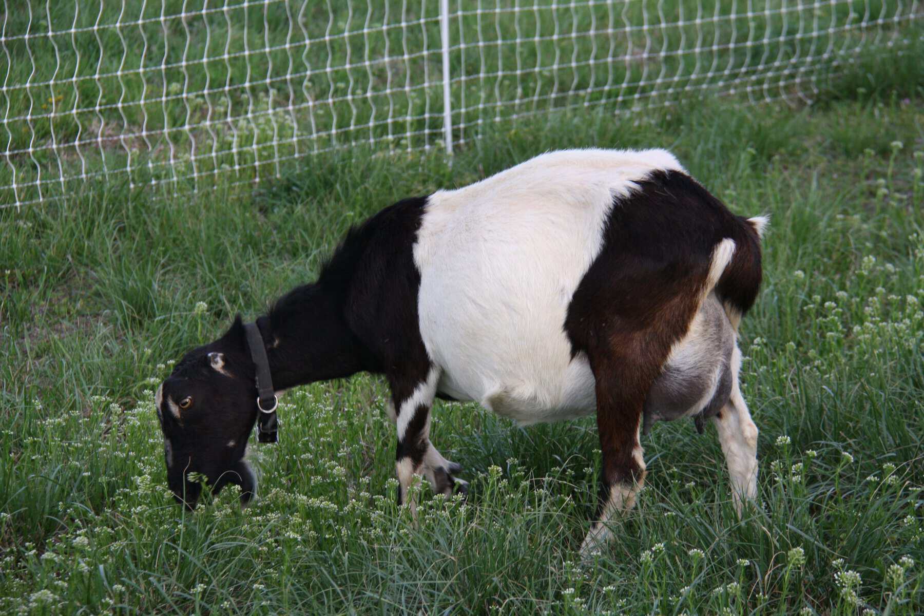 Healthy dairy goat grazing on pasture at Shalom Farms, illustrating the benefits of Once-a-Day milking for high-quality raw goat milk