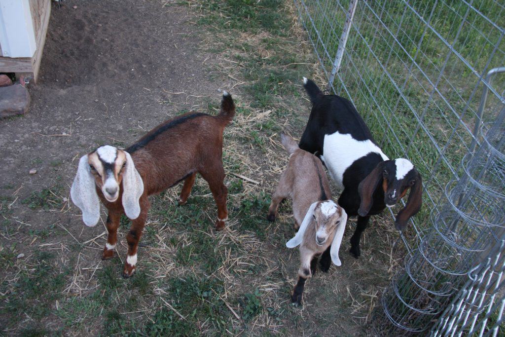 3 nubian bottle baby doelings