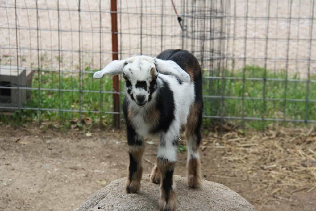 Banana Pepper baby goat on a rock