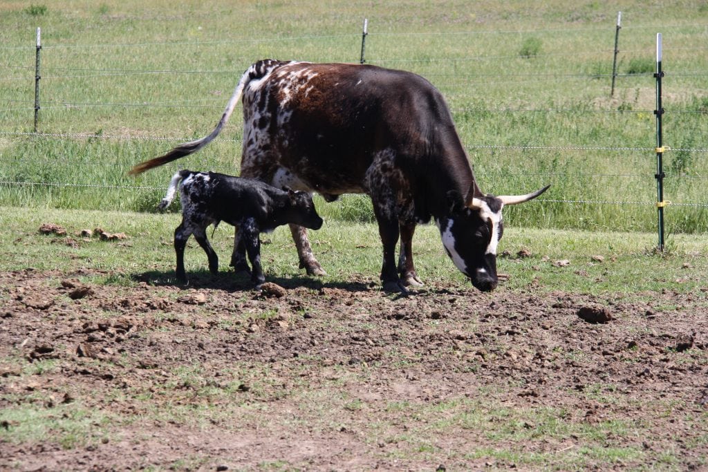 Pineywoods cow and calf