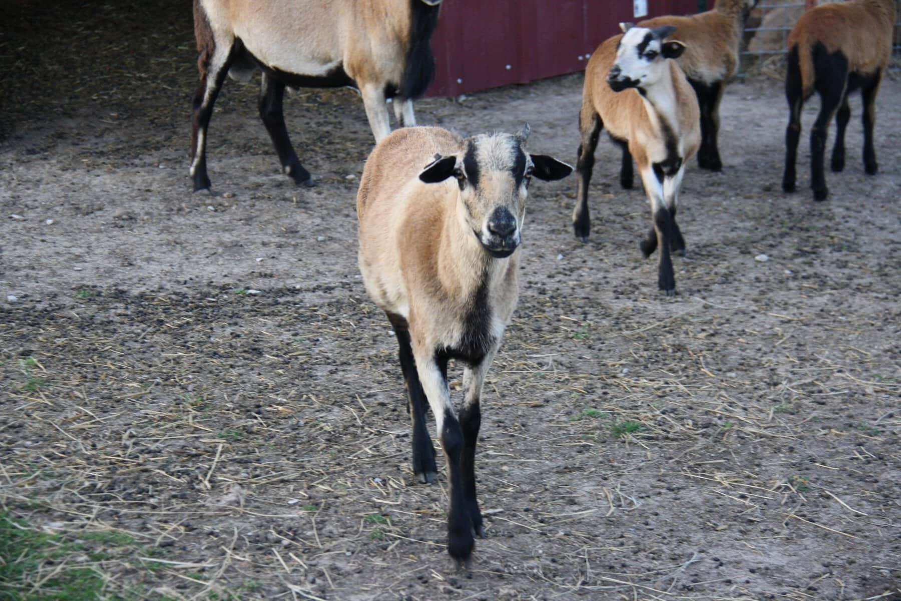 American Blackbelly wether (no horns)