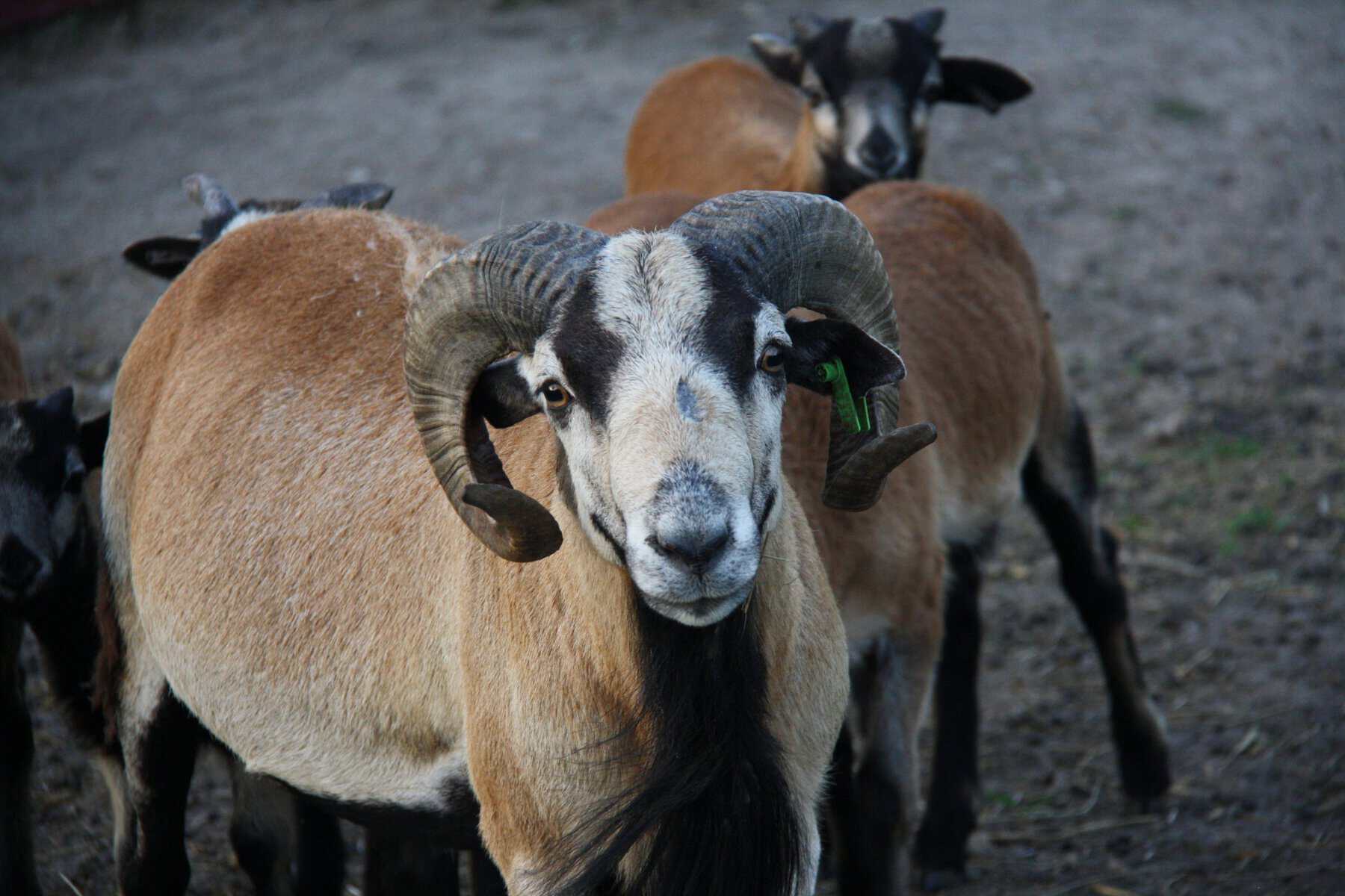 American Blackbelly Ram with big horns
