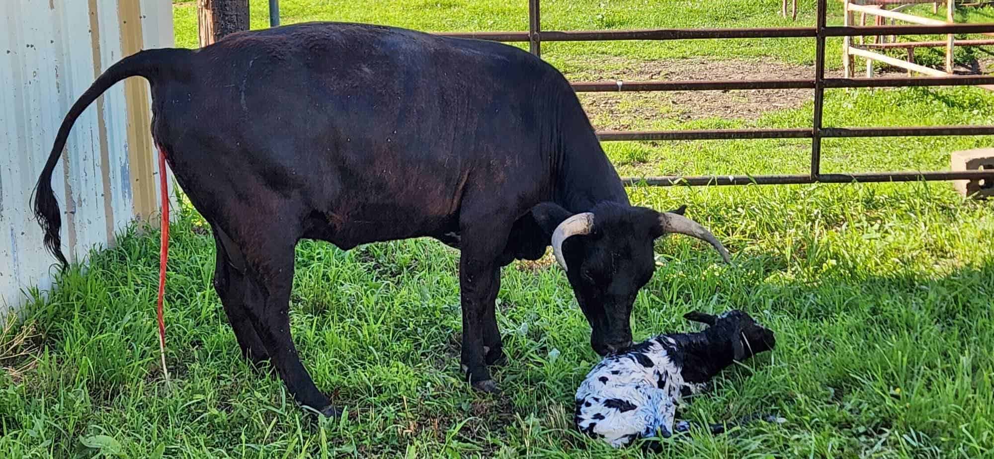 black pineywood heifer with her first calf
