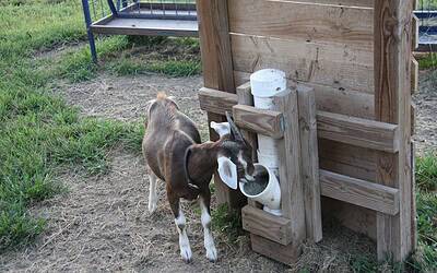 Loose Minerals for Goats and Sheep: How We Cut Costs from $450 to $96 a Year