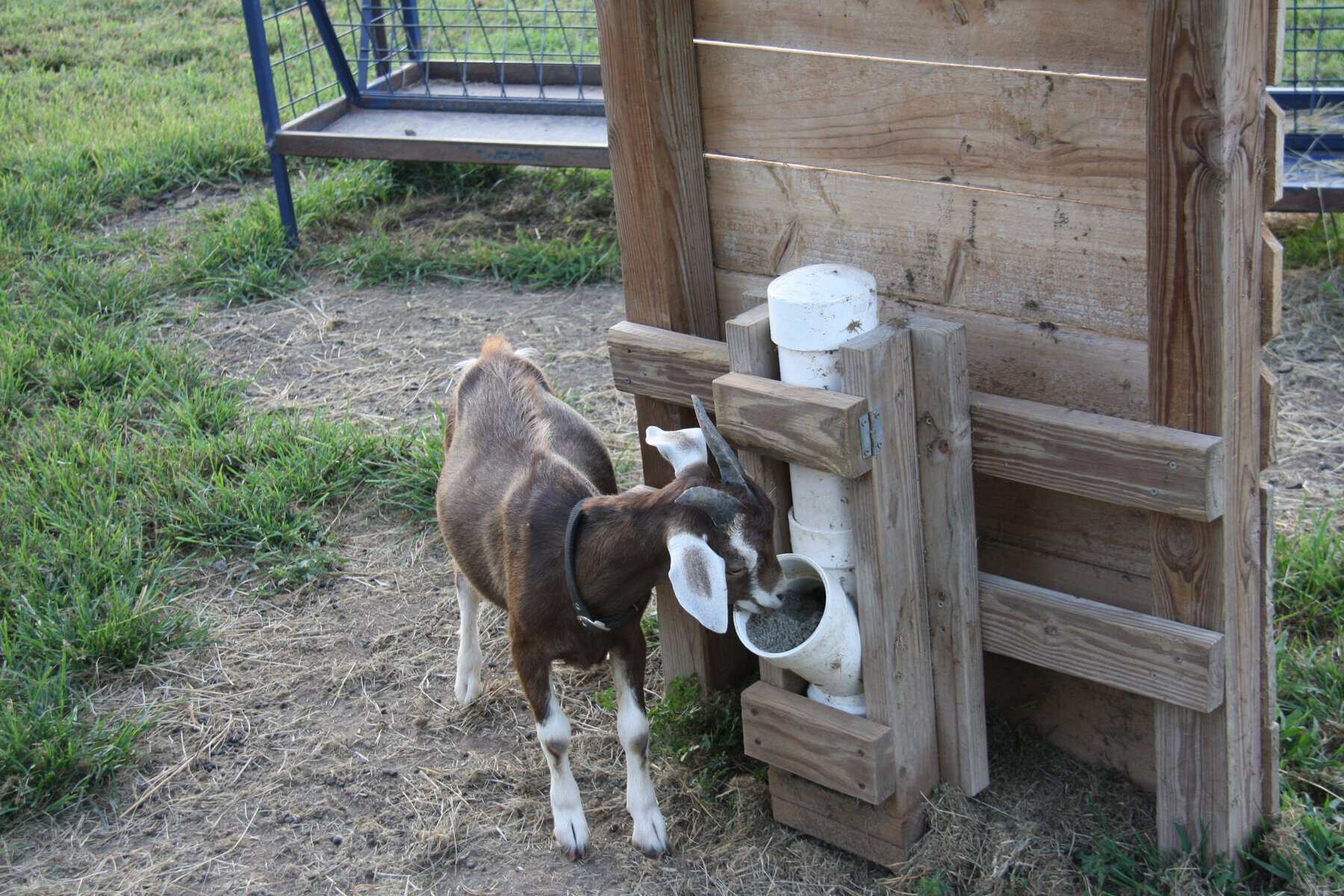 buck eating loose mineral loose minerals for goats