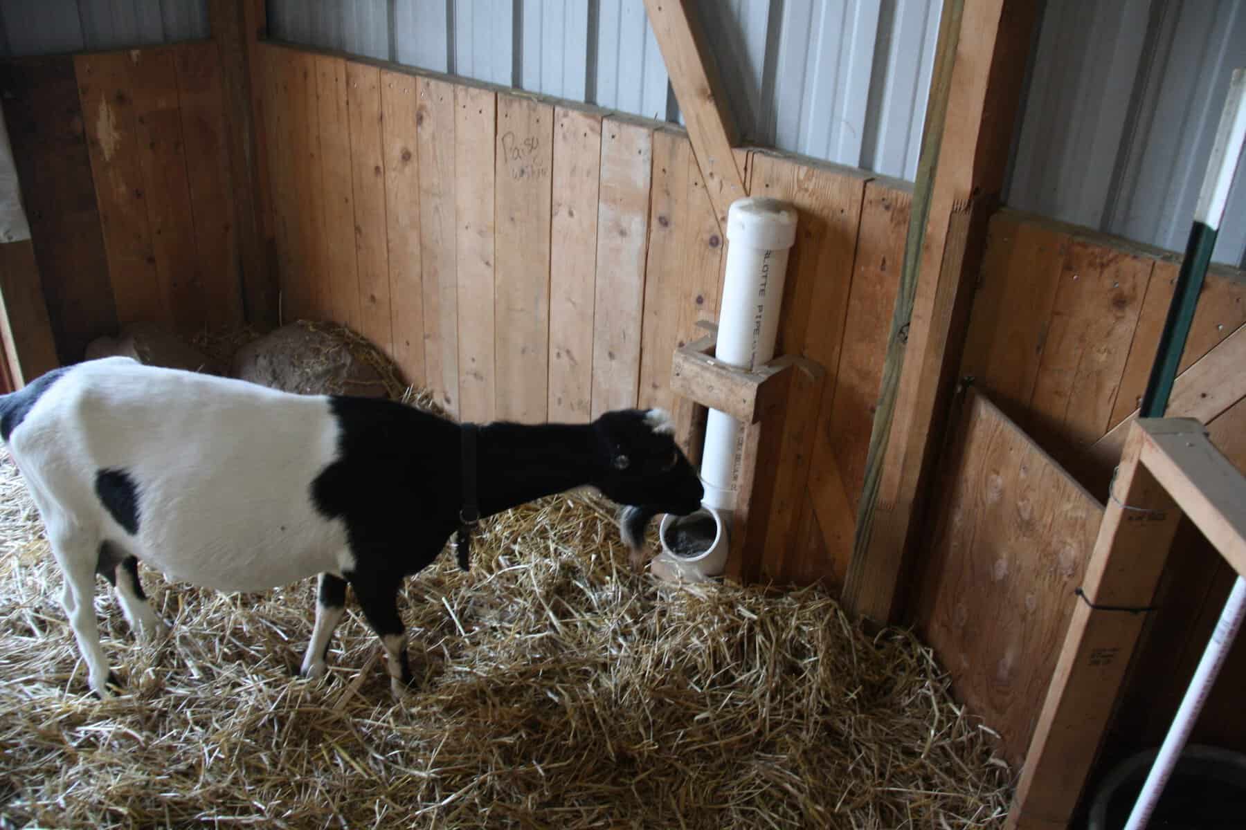 Dairy goat eating free-choice loose minerals at Shalom Farms.