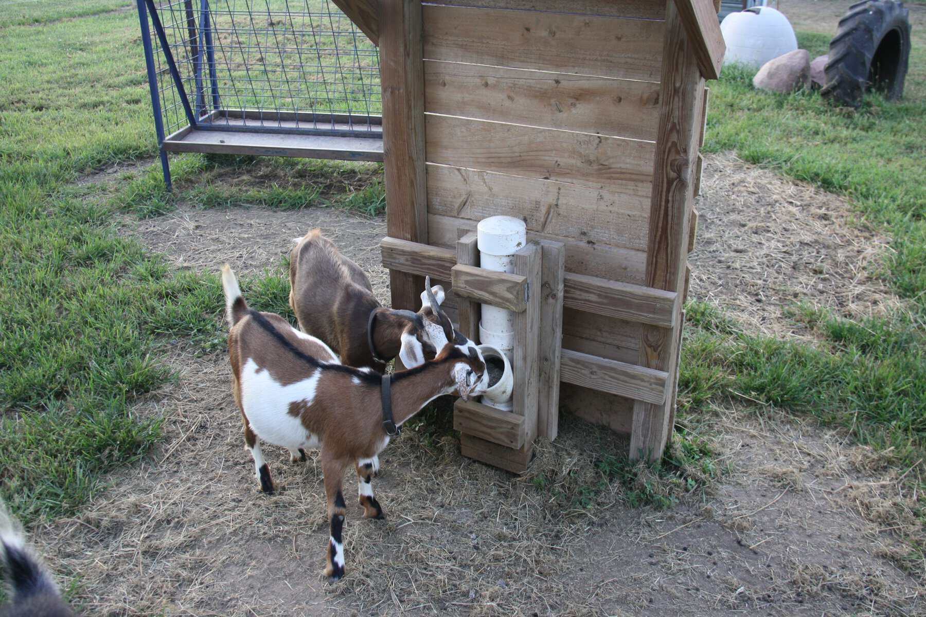 loose mineral for goats in a DIY mineral feeder