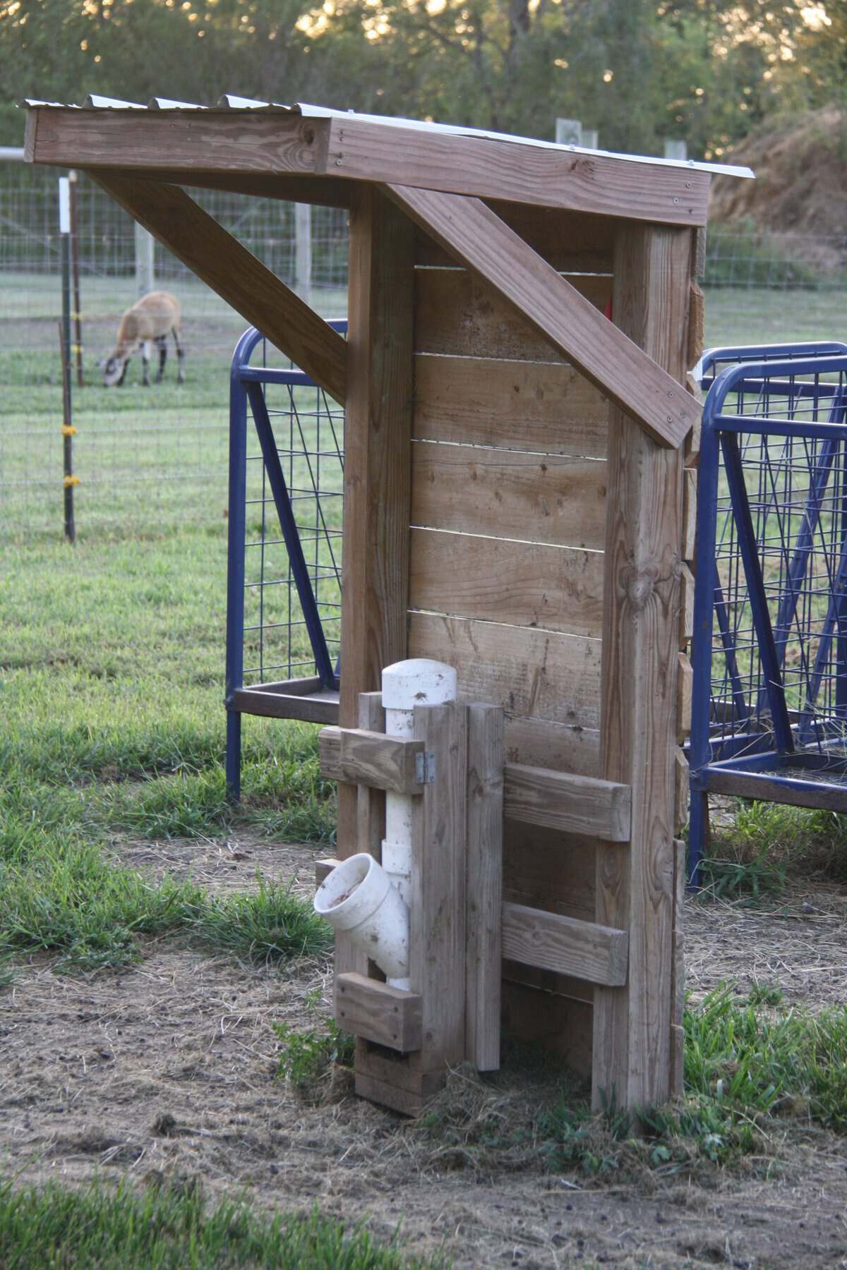 Free-choice loose mineral feeder setups across different pens at Shalom Farms showing various options for feeding loose minerals for goats and sheep.