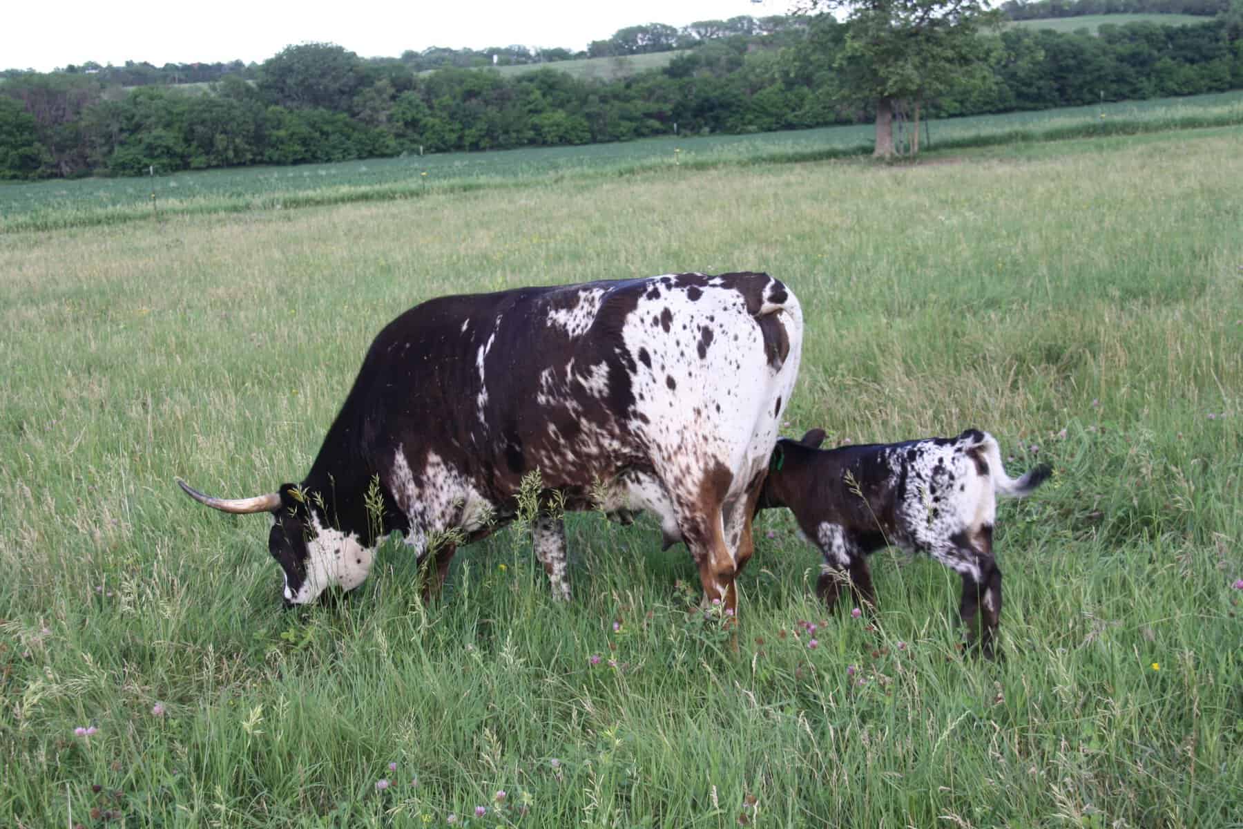 Black and white speckled pineywoods cow