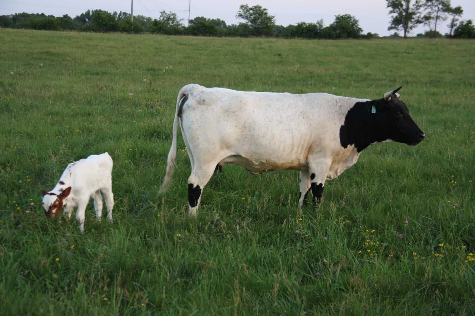 Black and white pineywoods cattle