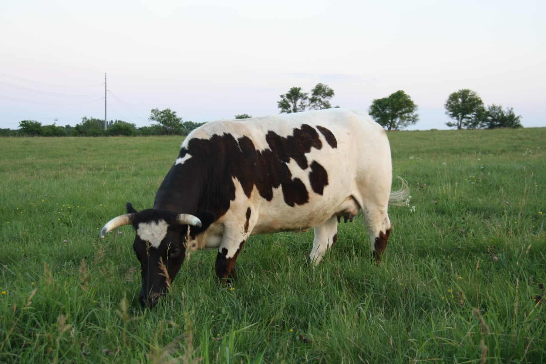 Pineywoods Cattle on pasture