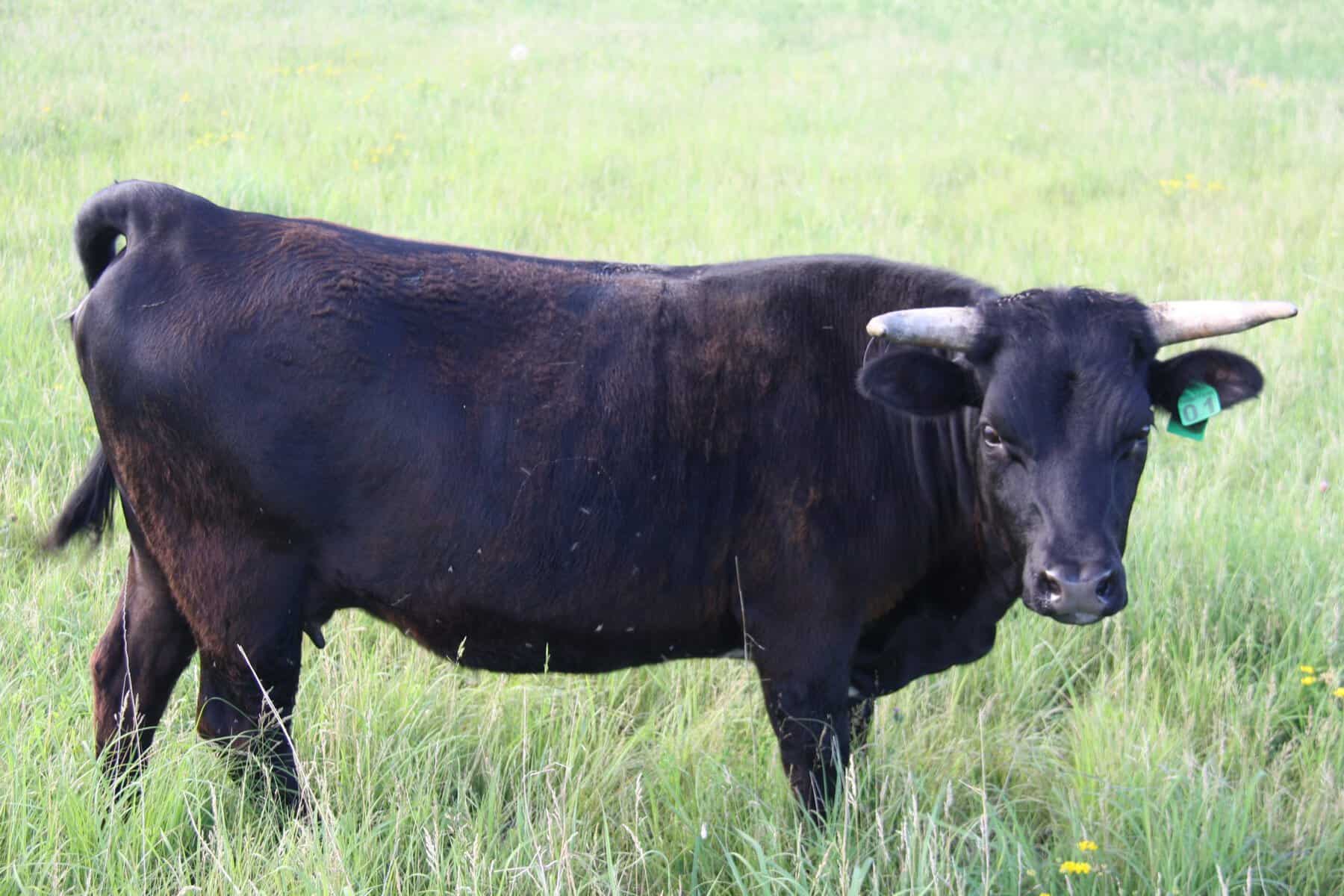 Black horned pineywoods cattle