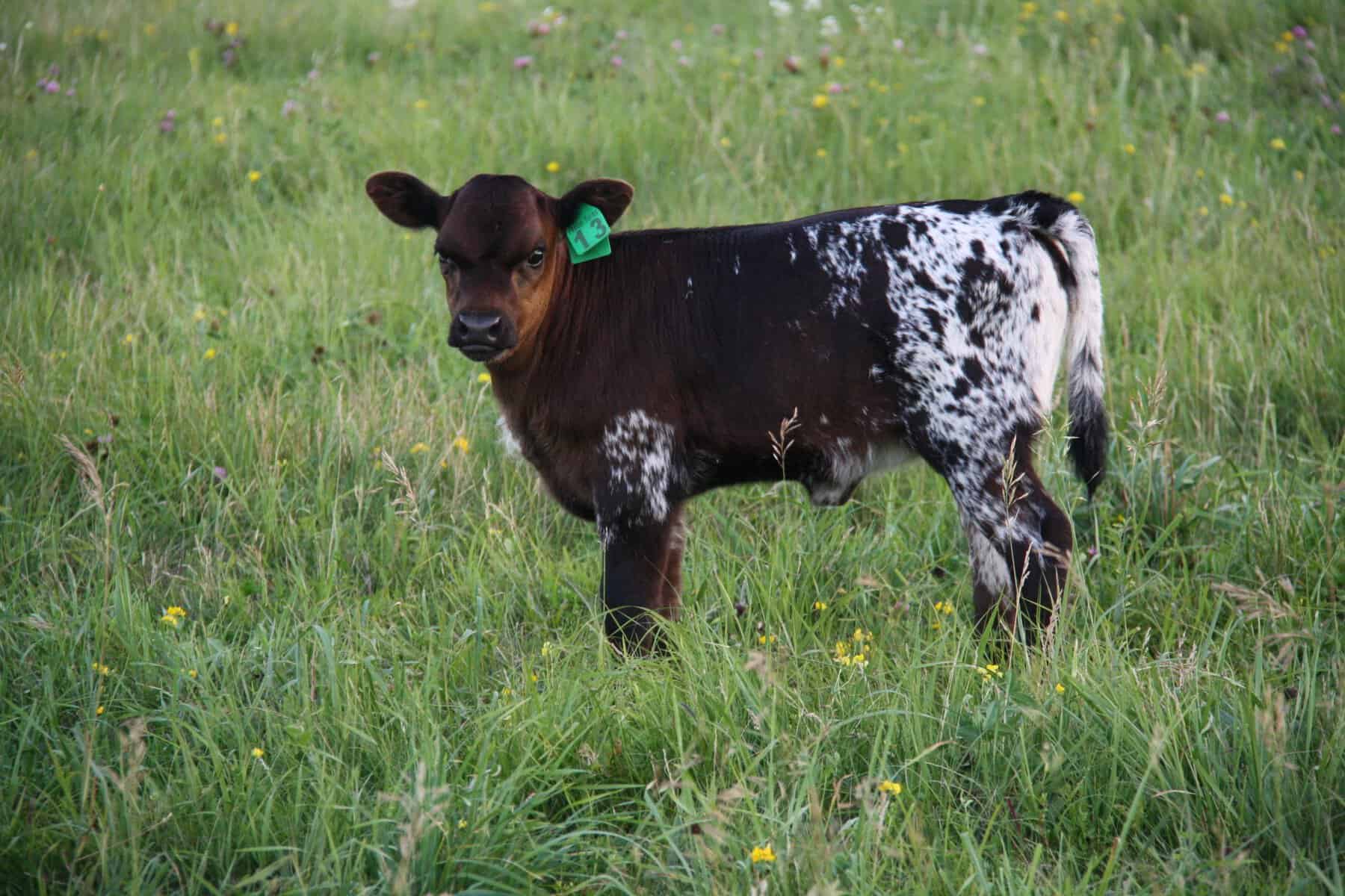 pineywoods cattle heifer calf